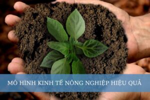 Mô hình kinh tế nông nghiệp hiệu quả