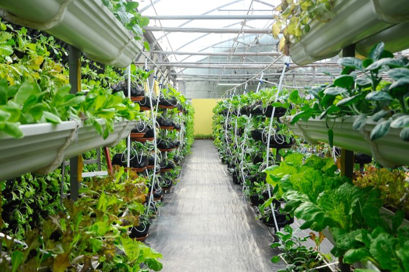 Mô hình nông nghiệp công nghệ cao nhà kinh thông minh