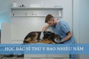 học bác sĩ thú y bao nhiêu năm