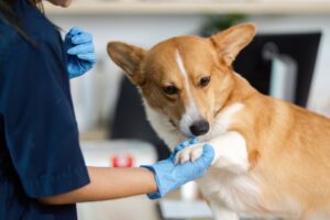 Ngành Thú y đối với nữ?