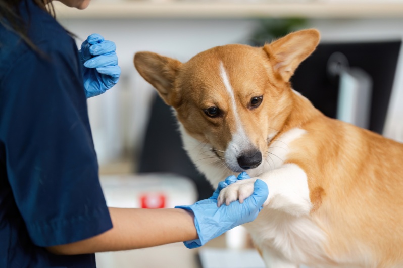 ngành thú y nên học trường nào ở Hà Nội